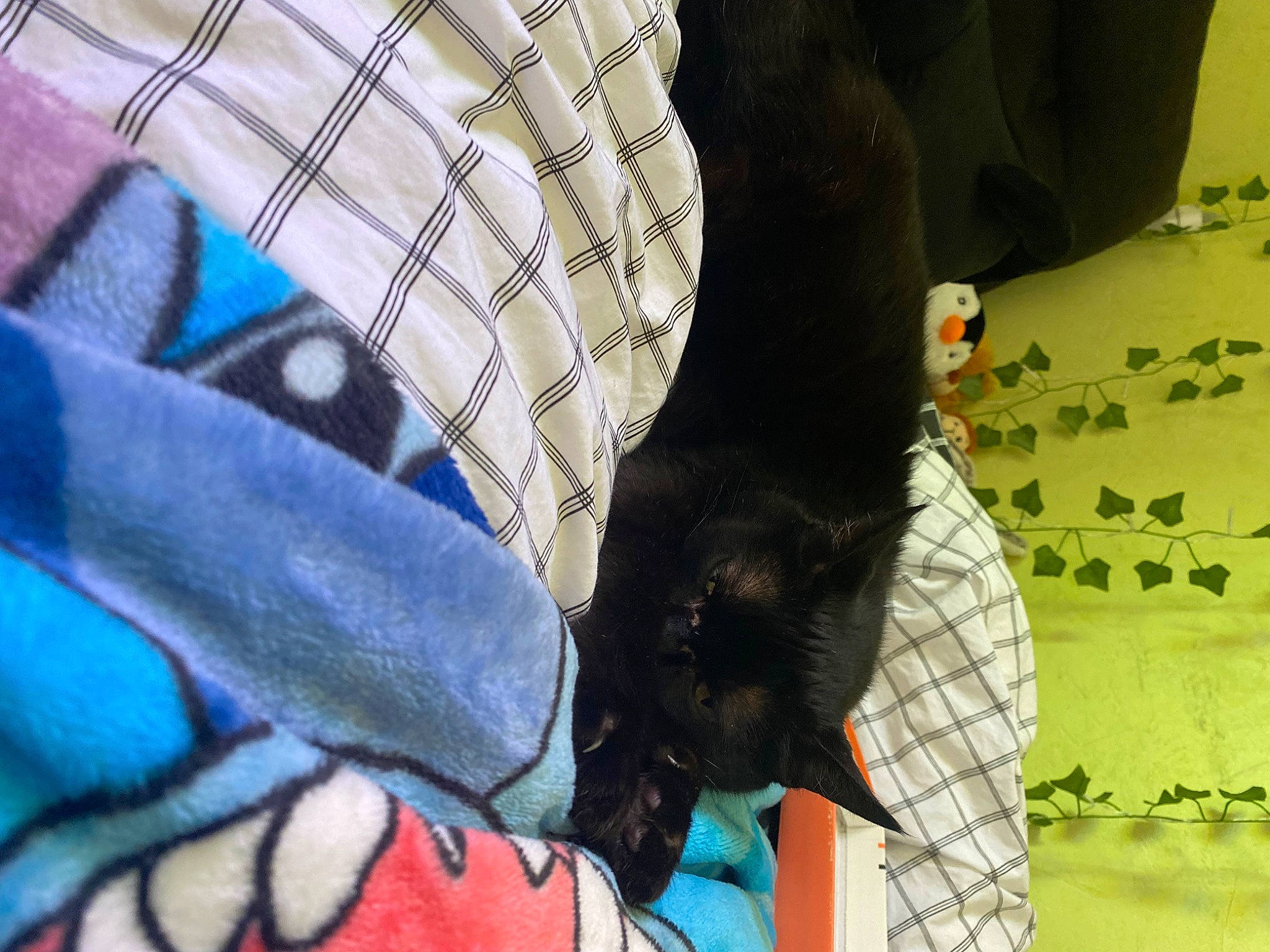 Geisha participe au concours pour gagner de l'argent avec cette photo : bird, black_cat, carnivore, claw, comfort, companion_dog, dog_breed, domestic_short_haired_cat, electric_blue, feather, felidae, fur, human_leg, pattern, pet_supply, small_to_medium_sized_cats, tail, tartan, whiskers, wing