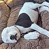 puppy, dog, sleeping, dog_bed, plush, car_interior, sunlight, water_bowl, leash, resting, pet, cozy, white_and_black, canine, napping, collar, soft_texture, comfortable, travel, relaxed