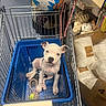puppy, dog, shopping_cart, blue_basket, toy, ball, rope_toy, hand, box, store, packaging, tile_floor, white_puppy, black_spots, pet, shopping, indoor, animal, cute, pet_shop