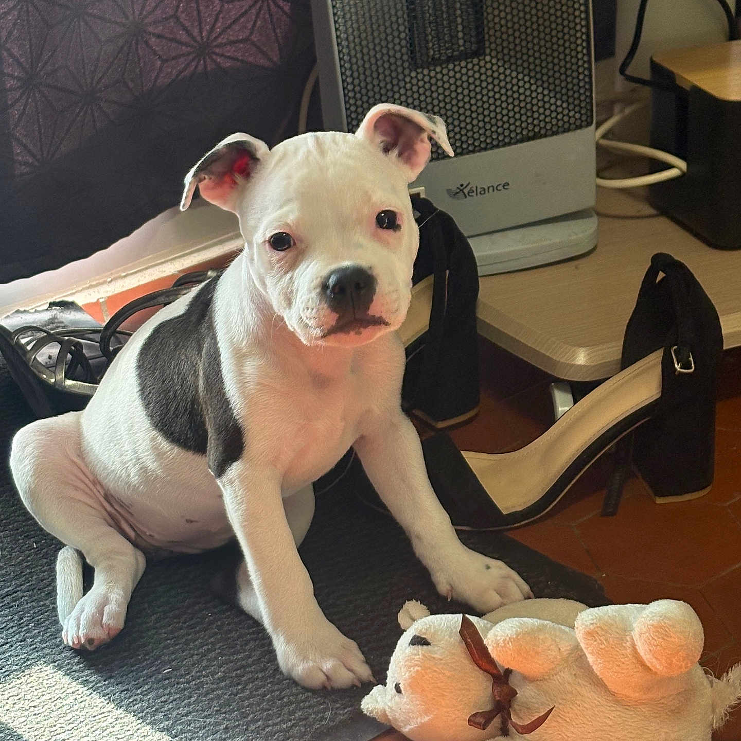 Bella