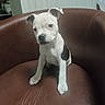 puppy, dog, brown_chair, leather_chair, white_wall, indoor, pet, cute, small_dog, sitting, looking, head_tilt, animal, young_dog, curious, domestic_animal, fur, ears, paw, floor