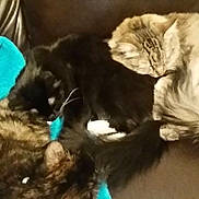 Mittens joined the competition — help win amazing prizes!