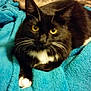 Mittens is registered to the contest to win money with this photo: