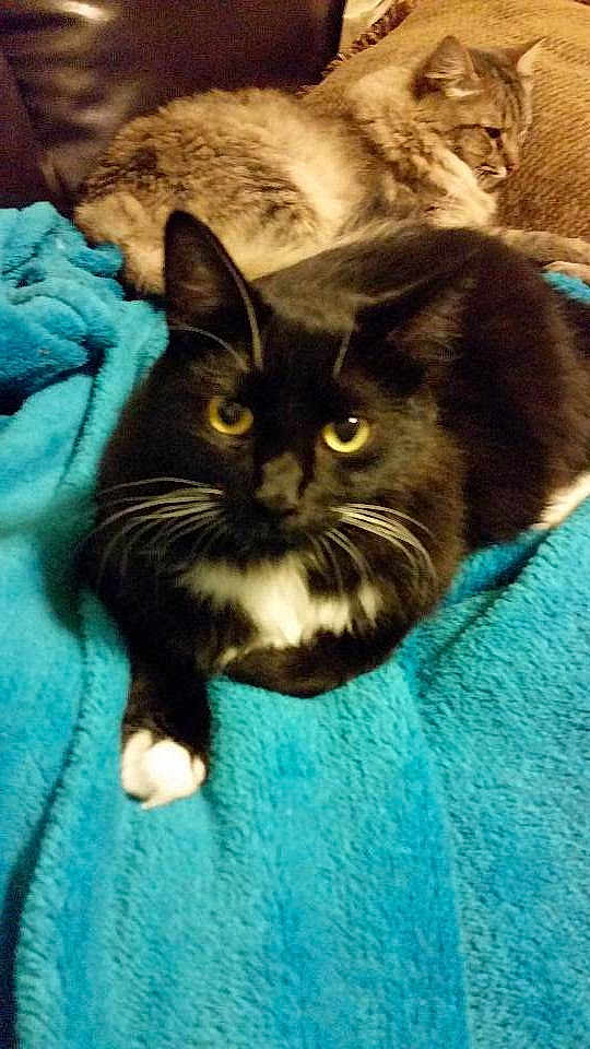 Mittens