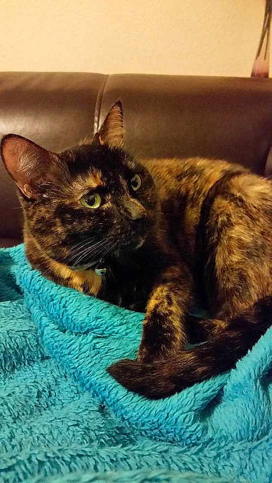 Sadie