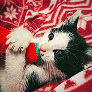 Remi joined the competition — help win amazing prizes! animal, black_and_white, blanket, cat, closeup, cozy, curious, cute, feline, green, indoor, kitten, lying_down, paws, pet, red, reindeer_pattern, snowflake_pattern, toy, whiskers