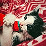 animal, black_and_white, blanket, cat, closeup, cozy, curious, cute, feline, green, indoor, kitten, lying_down, paws, pet, red, reindeer_pattern, snowflake_pattern, toy, whiskers