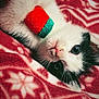 Remi joined the competition — help win amazing prizes! animal, black_fur, blanket, cat, close_up, cozy, cute, indoor, kitten, lying_down, patterned_blanket, pet, playful, plush_toy, red_blanket, soft_texture, toy, whiskers, white_fur, young_cat