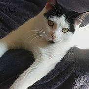Queen participe au concours pour gagner de l'argent avec cette photo : animal, black_and_white, blanket, calm, cat, close_up, cute, domestic_cat, feline, fur, green_eyes, indoor, laying, paw, pet, relaxed, resting, soft_light, texture, whiskers
