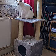 Queen participe au concours pour gagner de l'argent avec cette photo : cat, cat_tree, white_cat, black_markings, feline, pet, indoor, window, curtain, tiled_floor, scratching_post, radiator, cd_shelf, cds, bookshelf, furniture, sitting, looking_at_camera, portrait, home_interior