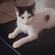 Queen a rejoint le concours — aidez-le/la à gagner de superbes lots ! cat, kitten, black_and_white, pet, indoor, floor_tiles, curious, lying_down, animal, whiskers, ears, nose, paws, feline, young, domestic_animal, resting, cute, fur, small