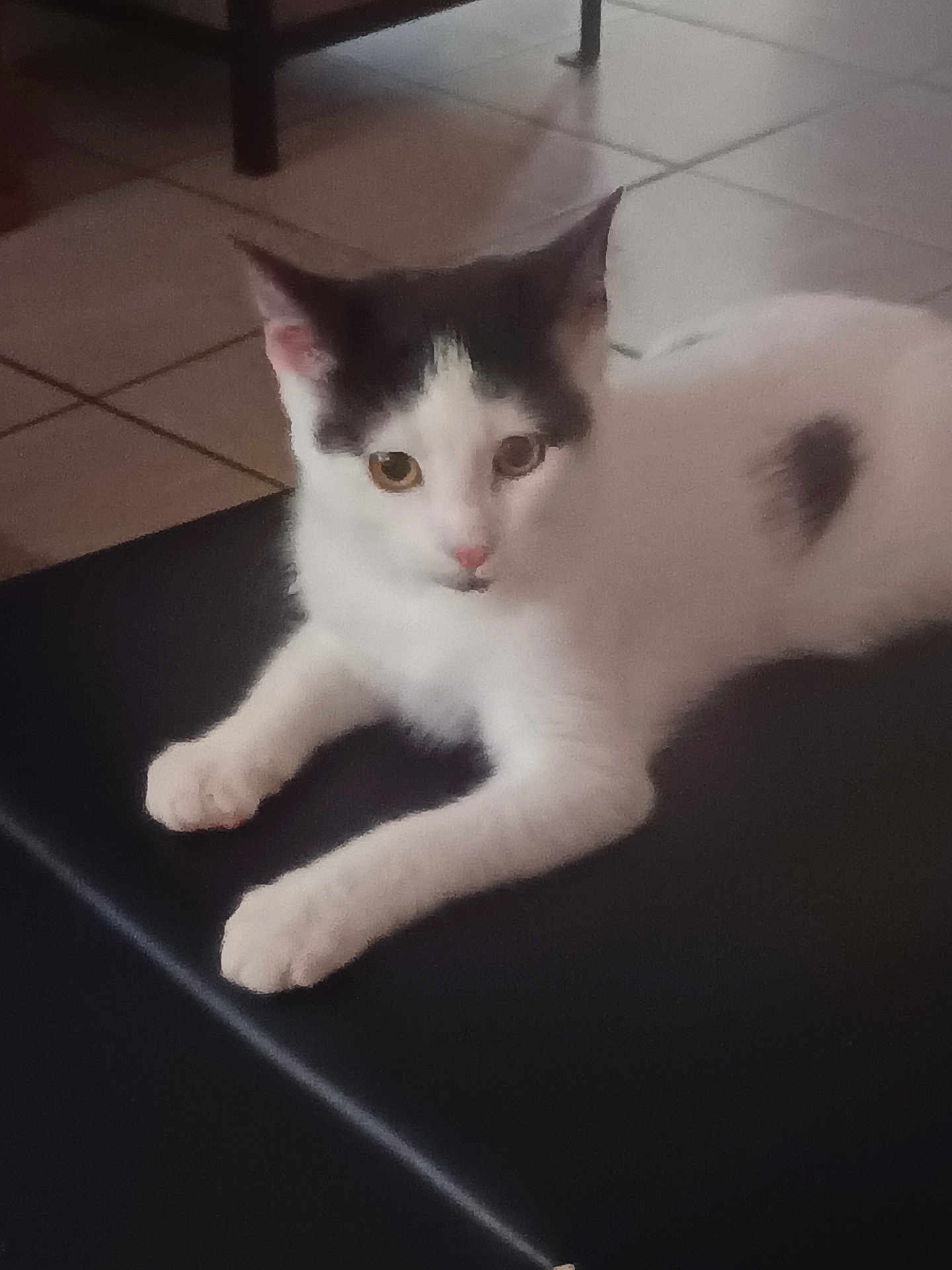 Queen a rejoint le concours — aidez-le/la à gagner de superbes lots ! cat, kitten, black_and_white, pet, indoor, floor_tiles, curious, lying_down, animal, whiskers, ears, nose, paws, feline, young, domestic_animal, resting, cute, fur, small