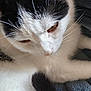 Queen participe au concours pour gagner de l'argent avec cette photo : cat, feline, whiskers, close_up, portrait, white_fur, black_fur, blanket, cozy, sleepy, pet, mammal, nose, ear, paw, fur_texture, indoors, resting, cuddle, soft