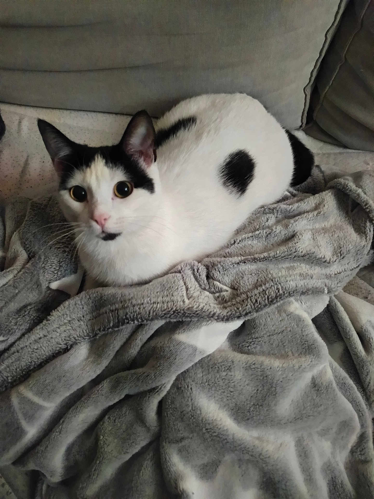 Queen participe au concours pour gagner de l'argent avec cette photo : big_eyes, black_spots, blanket, cat, couch, cozy, domestic, ears, feline, fur, home, indoor, loaf_position, looking_up, pet, resting, sofa, soft_texture, whiskers, white_cat