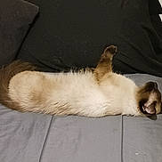 Winter is registered to the contest to win money with this photo: cat, siamese, sleeping, bed, gray_bedspread, fur, relaxed, paw, indoor, pet, animal, resting, feline, cute, cozy, whiskers, tail, ear, mammal, domestic