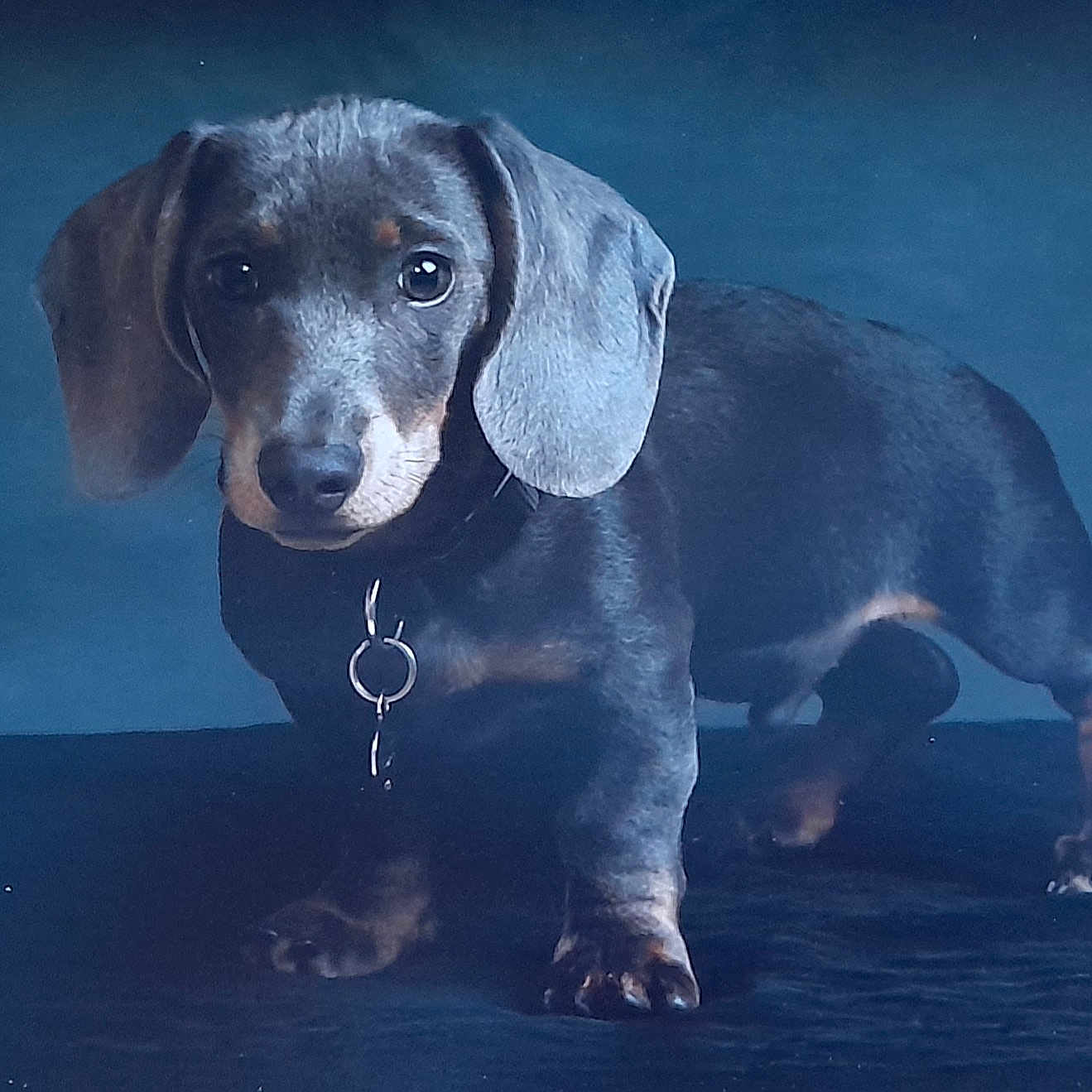 Roo is registered to the contest to win money with this photo: accessories, animal, beagle, bird, canine, collar, dog, face, head, hound, jewelry, labradorretriever, penguin, person, pet, pointer, puppy, silver, snout, whitedog