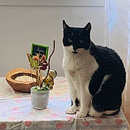 Mia a rejoint le concours — aidez-le/la à gagner de superbes lots ! cat, black_and_white, table, vase, dried_flowers, candle, window, curtain, indoor, pet, animal, sitting, tablecloth, decor, home, feline, still_life, natural_light, cute, domestic