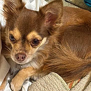 Gizzy is registered to the contest to win money with this photo: dog, brown_dog, pet, small_dog, ears, fur, blanket, fabric, resting, indoors, cute, animal, canine, companion, sleepy, paws, closeup, domestic, relaxed, cute_pet