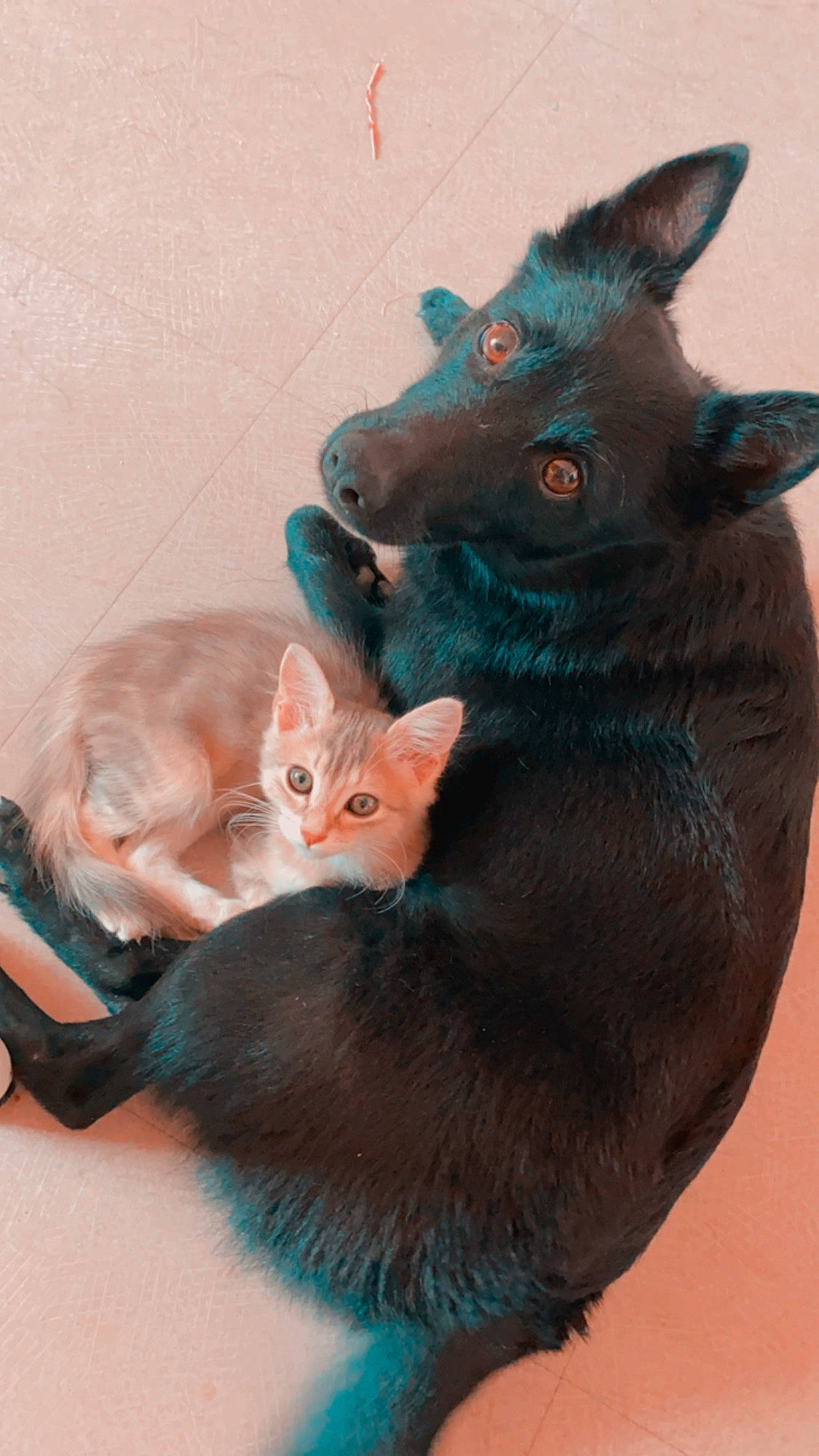 Ocana participe au concours pour gagner de l'argent avec cette photo : asian, black_cat, burmese, carnivore, cat, felidae, german_rex, havana_brown, javanese, kitten, korat, mammal, nebelung, organism, oriental_shorthair, russian_blue, small_to_medium_sized_cats, snout, vertebrate, whiskers