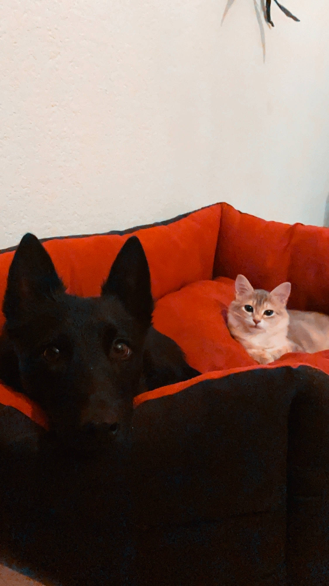 Ocana a rejoint le concours — aidez-le/la à gagner de superbes lots ! black_cat, canidae, carnivore, cat, dog_breed, felidae, kitten, mammal, small_to_medium_sized_cats, vertebrate, whiskers