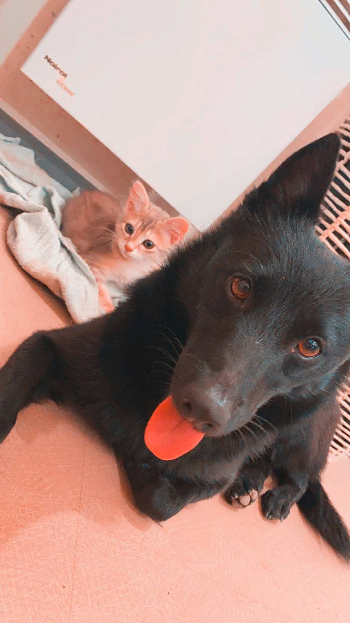 Ocana participe au concours pour gagner de l'argent avec cette photo : australian_kelpie, black_cat, canidae, carnivore, cat, dog, dog_breed, felidae, formosan_mountain_dog, mammal, schipperke, small_to_medium_sized_cats, snout, sporting_group, vertebrate, whiskers