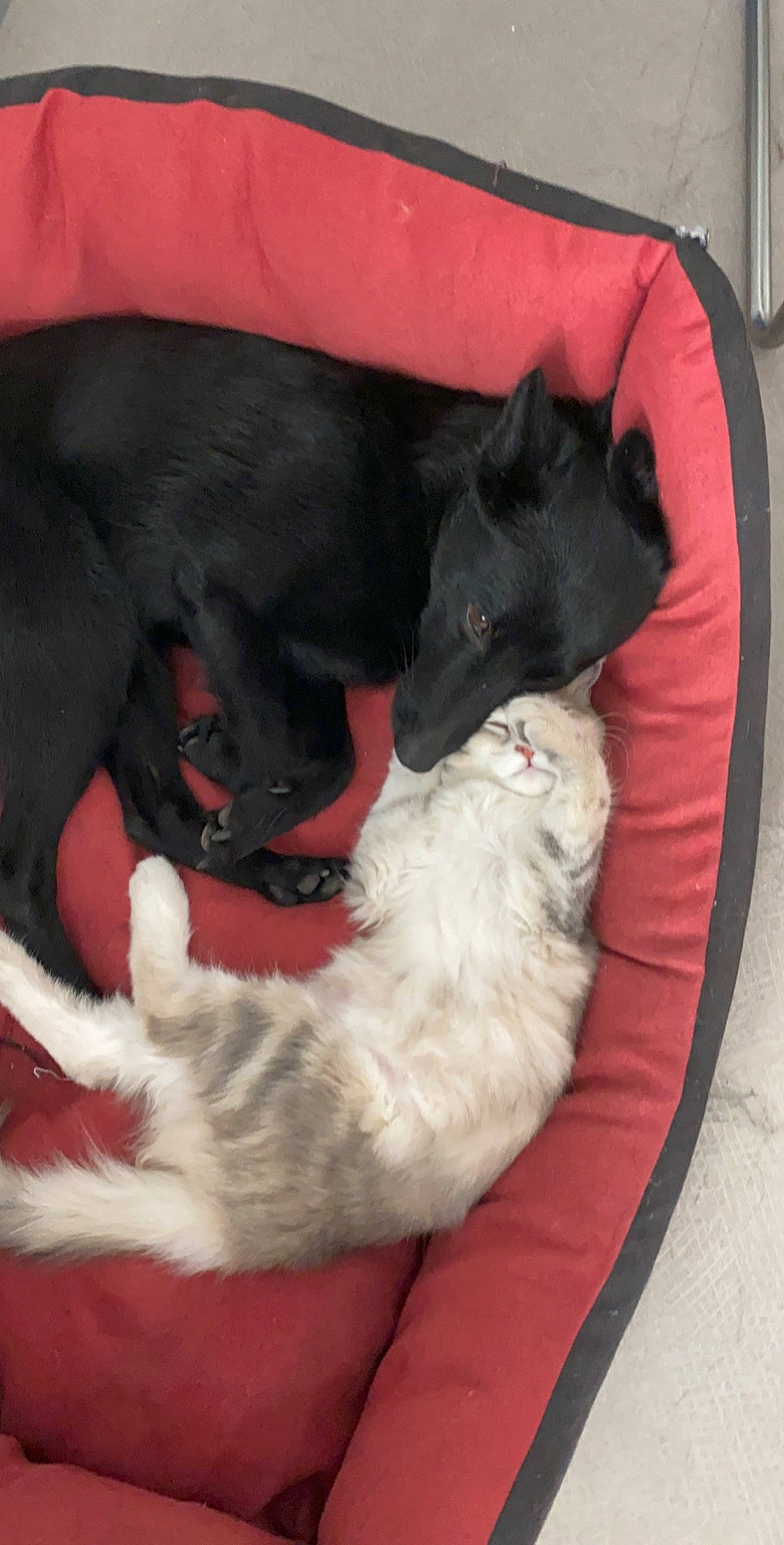 Gomette a rejoint le concours — aidez-le/la à gagner de superbes lots ! black, black_cat, canidae, carnivore, cat, claw, dog_breed, felidae, fur, nap, paw, sleep, small_to_medium_sized_cats, snout, sporting_group, tail, whiskers