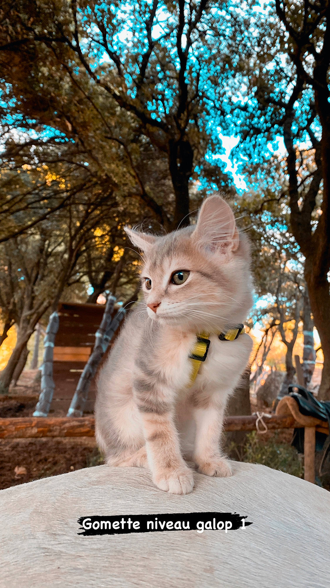 Gomette a rejoint le concours — aidez-le/la à gagner de superbes lots ! aegean_cat, asian, carnivore, cat, domestic_short_haired_cat, european_shorthair, felidae, fur, kitten, mammal, photo_caption, photography, plant, small_to_medium_sized_cats, tree, turkish_angora, whiskers, wildlife