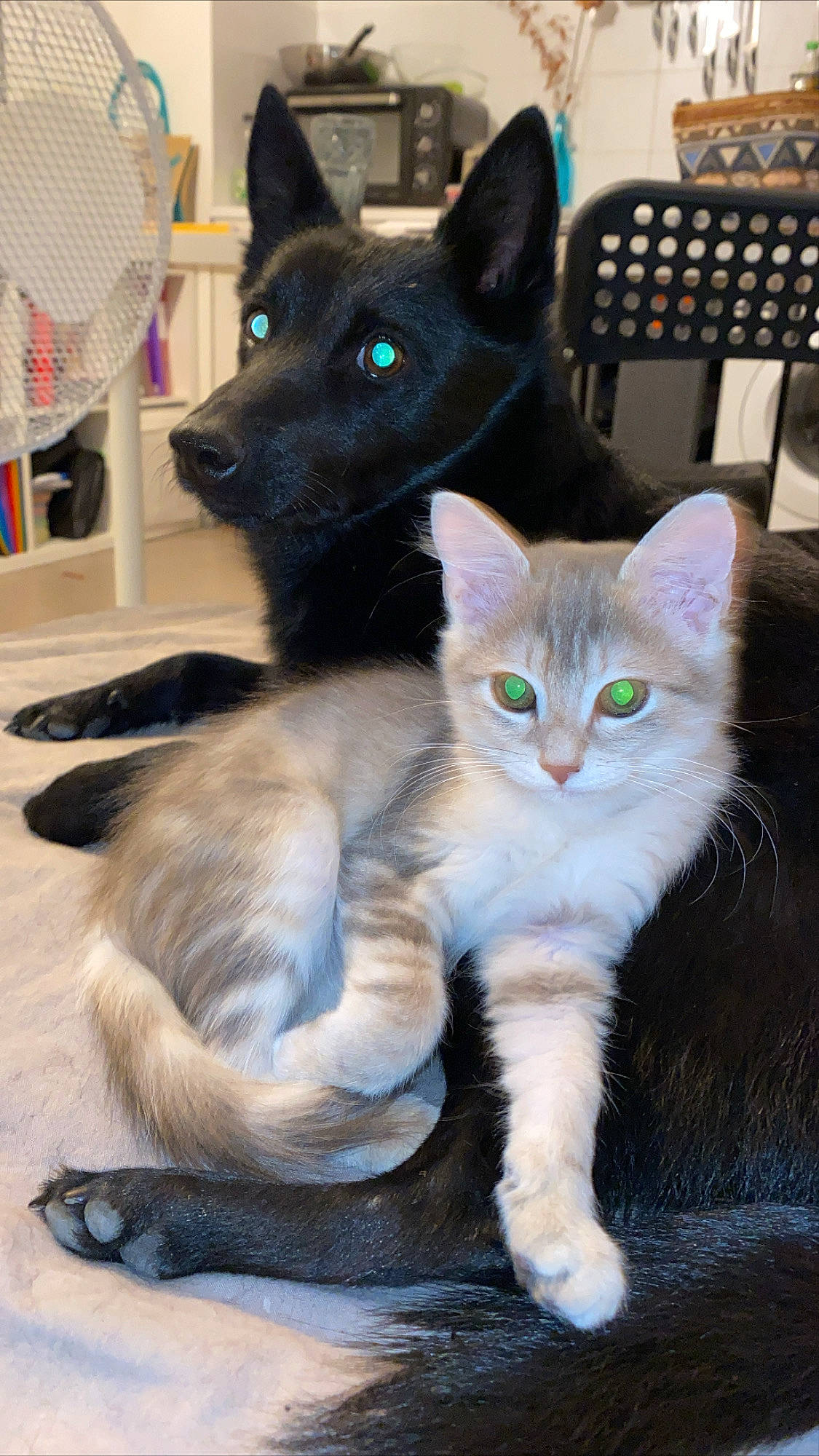 Gomette participe au concours pour gagner de l'argent avec cette photo : asian, black_cat, carnivore, cat, domestic_short_haired_cat, felidae, kitten, korat, mammal, polydactyl_cat, russian_blue, small_to_medium_sized_cats, tail, vertebrate, whiskers