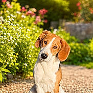Vegas a rejoint le concours — aidez-le/la à gagner de superbes lots ! dog, outdoor, garden, flowers, greenery, sunlight, path, pet, animal, sitting, floppy_ears, brown_and_white, cute, portrait, nature, daylight, small_dog, curious, head_tilt, peaceful