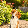 dog, outdoor, garden, flowers, greenery, sunlight, path, pet, animal, sitting, floppy_ears, brown_and_white, cute, portrait, nature, daylight, small_dog, curious, head_tilt, peaceful