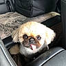 Mangue participe au concours pour gagner de l'argent avec cette photo : animal, brown, car, car_interior, car_seat, closeup, cream, cute, dog, fluffy, happy, indoors, large_eyes, open_mouth, pet, portrait, seatbelt_area, small_dog, sunlight, tongue