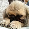 black_face, brown, claws, close_up, cream, dog, fluffy, grumpy, indoor, long_hair, lying_down, paws, pekingese, pet, pug, puppy, resting, sleepy, small_dog, whiskers