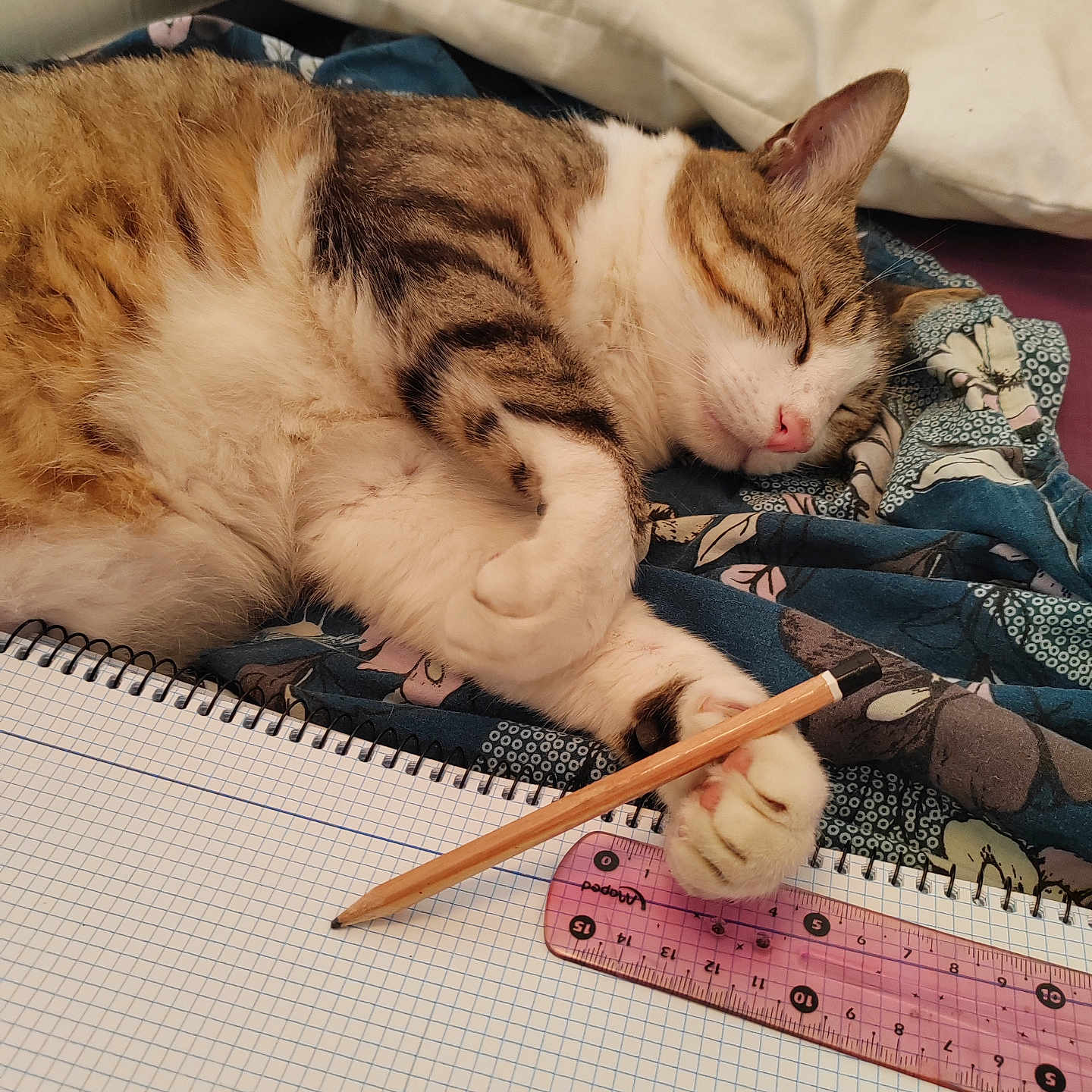 Gato