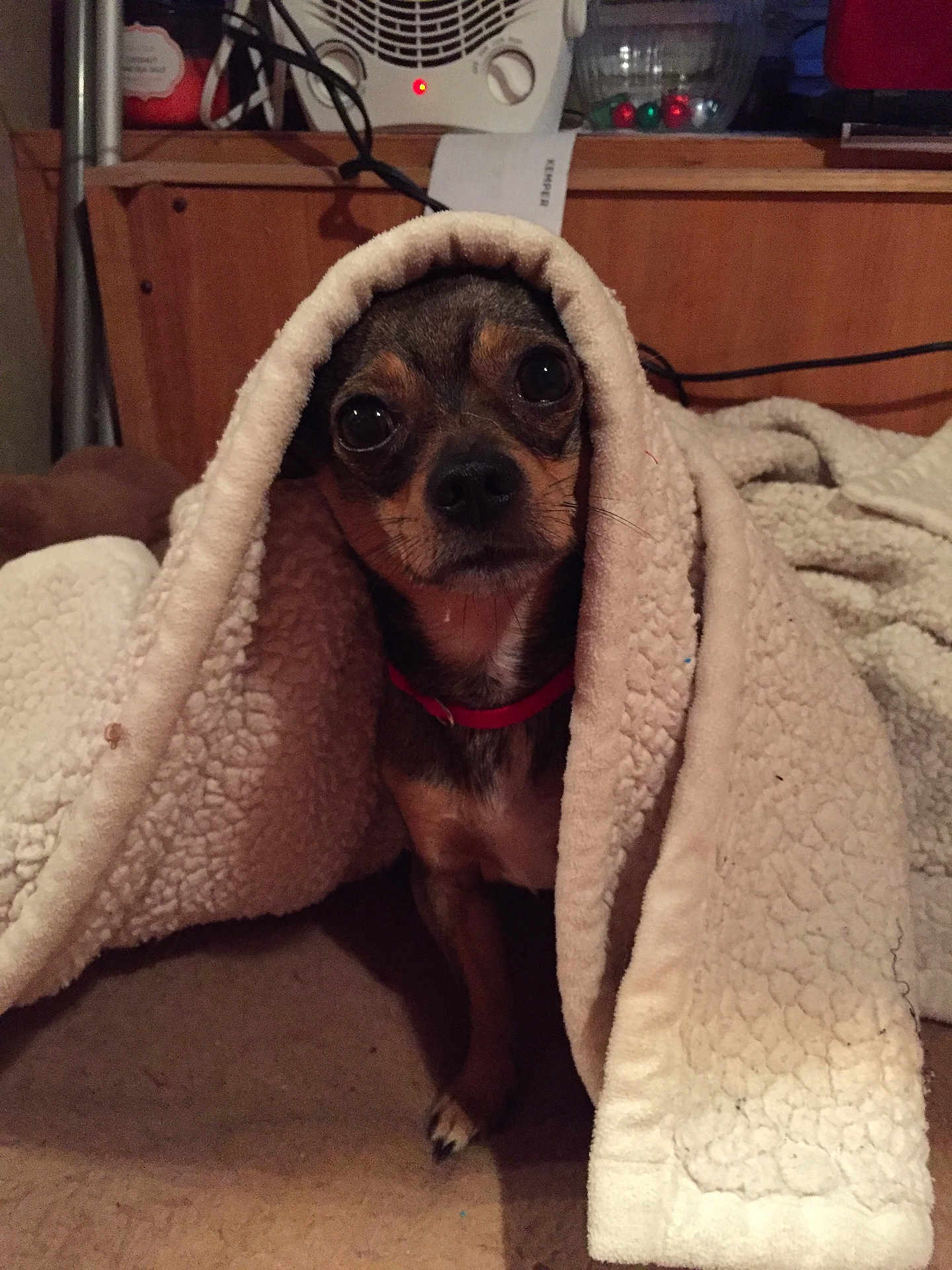 Tristan joined the competition — help win amazing prizes! dog, blanket, indoor, pet, cozy, small_dog, fur, brown, black, red_collar, heater, wooden_shelf, floor, fur_texture, cute, animal, portrait, comfort, warm, curious