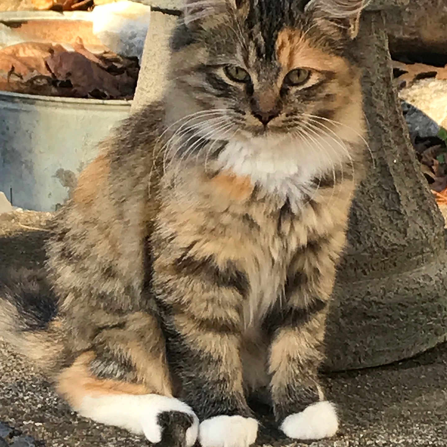 Squash joined the competition — help win amazing prizes! abyssinian, angora, animal, architecture, bell, cat, egyptiancat, fountain, kitten, manx, pet, road, rock, rubble, slate, water