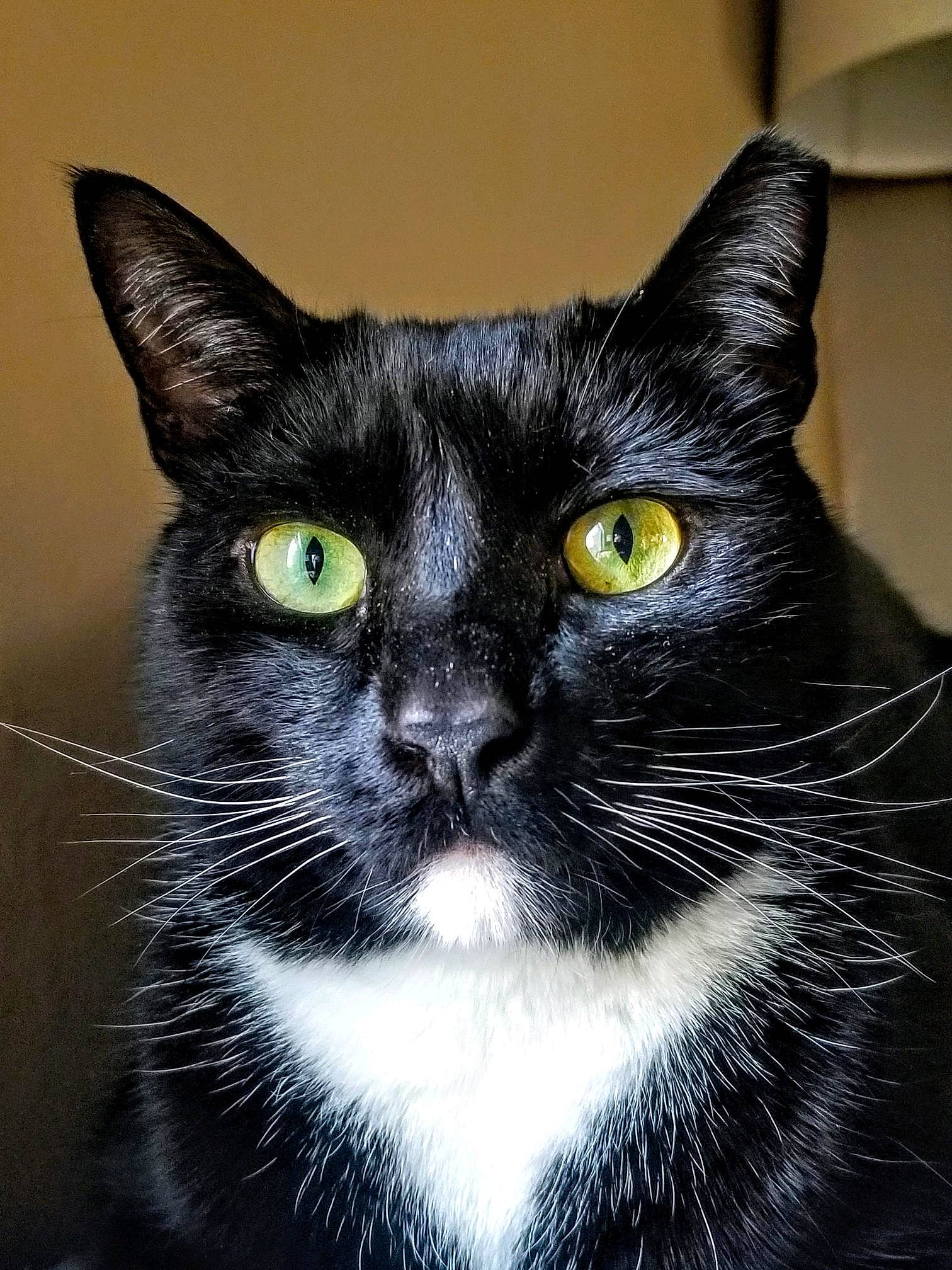 Gerald is registered to the contest to win money with this photo: american_wirehair, asian, black, black_and_white, black_cat, bombay, carnivore, cat, close_up, domestic_short_haired_cat, european_shorthair, eye, felidae, fur, mammal, small_to_medium_sized_cats, snout, vertebrate, whiskers