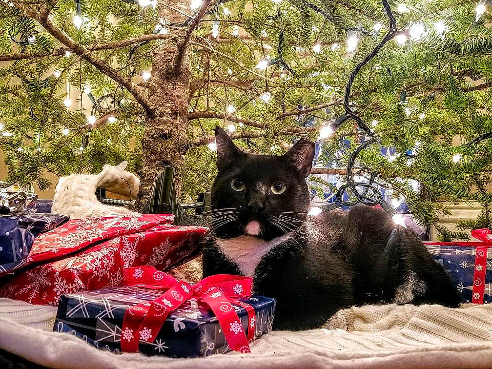 Gerald joined the competition — help win amazing prizes! asian, canidae, carnivore, cat, domestic_short_haired_cat, felidae, kitten, plant, small_to_medium_sized_cats, tree, whiskers, woody_plant