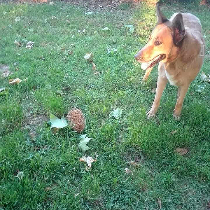 Cannelle a rejoint le concours — aidez-le/la à gagner de superbes lots ! dog, grass, leaves, hedgehog, outdoor, garden, animal, nature, pet, sunlight, greenery, mammal, curious, daylight, canine, wildlife, hedge, fur, snout, ears