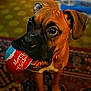 animal, ball, brown_dog, canine, carpet, close_up, cute, dog, ears, festive, floor, holiday, indoor, merry_christmas, mouth, pattern, pet, playing, puppy, toy