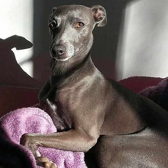 Joey a rejoint le concours — aidez-le/la à gagner de superbes lots ! dog, canine, pet, sitting, blanket, purple, sunlight, shadow, indoor, relaxed, portrait, animal, fur, ears, paw, looking_away, cozy, home, resting, quiet