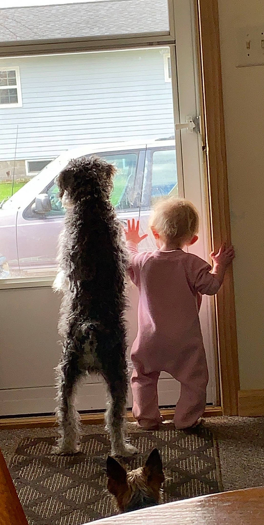 Tango is registered to the contest to win money with this photo: airedale_terrier, canidae, carnivore, dog, dog_breed, irish_wolfhound, labradoodle, lagotto_romagnolo, portuguese_water_dog, pumi, spanish_water_dog, sporting_group, tail, terrier