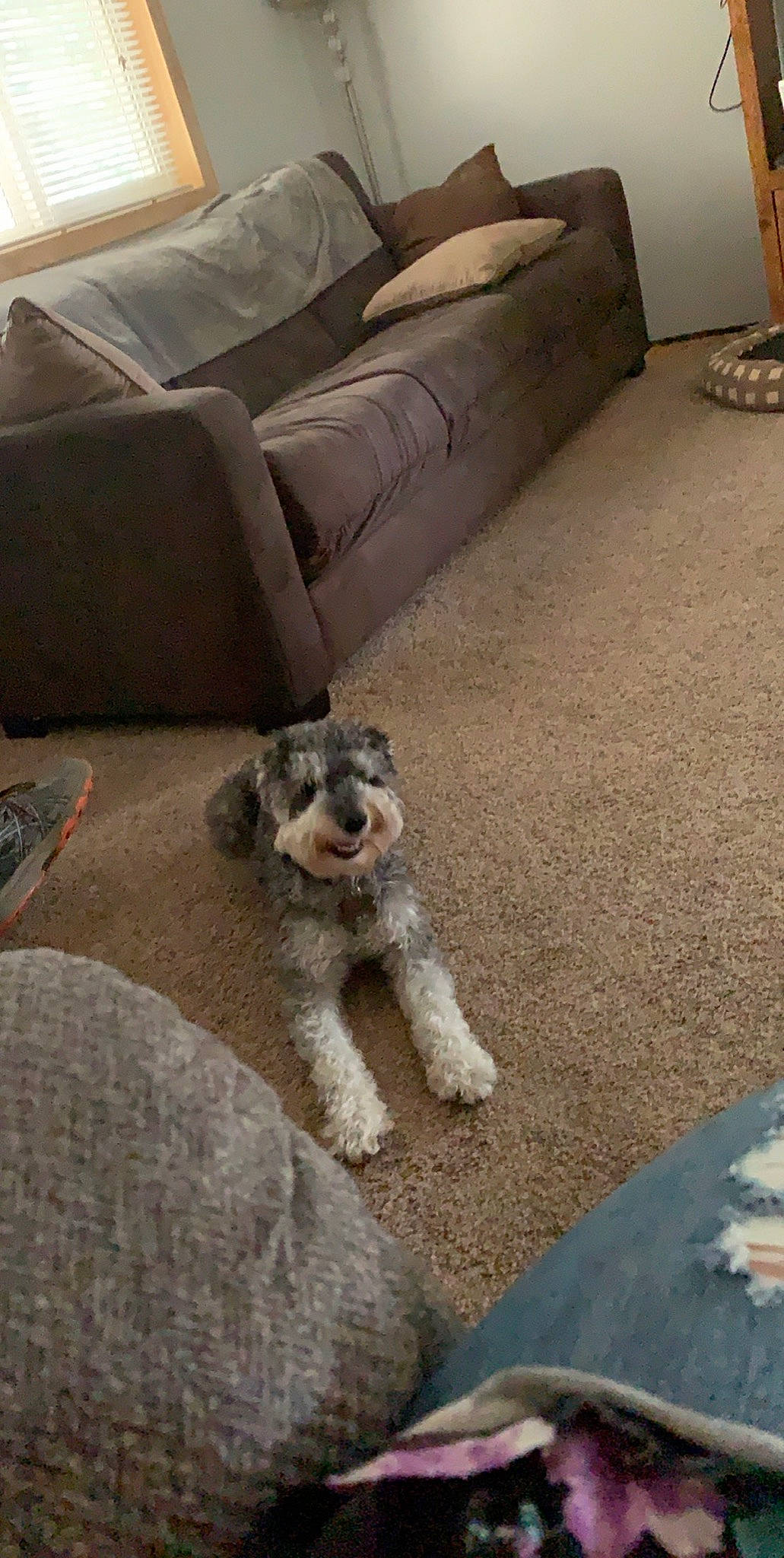 Tango is registered to the contest to win money with this photo: canidae, carnivore, companion_dog, dog, dog_breed, fawn, floor, flooring, mammal, miniature_schnauzer, morkie, schnauzer, small_terrier, sporting_group, standard_schnauzer, terrier, vertebrate