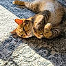 Rookie a rejoint le concours — aidez-le/la à gagner de superbes lots ! animal, carpet, cat, cozy, cute, domestic_animal, feline, fur, home, indoor, lying_down, paws, pet, relaxed, resting, sleepy, striped, sunlight, tabby, whiskers
