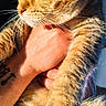 animal, cat, close_up, cute, domestic_animal, feline, fur, green_eyes, hand, holding, indoor, paw, pet, portrait, relaxed, sunlight, tabby_cat, tattoo, warm_light, whiskers