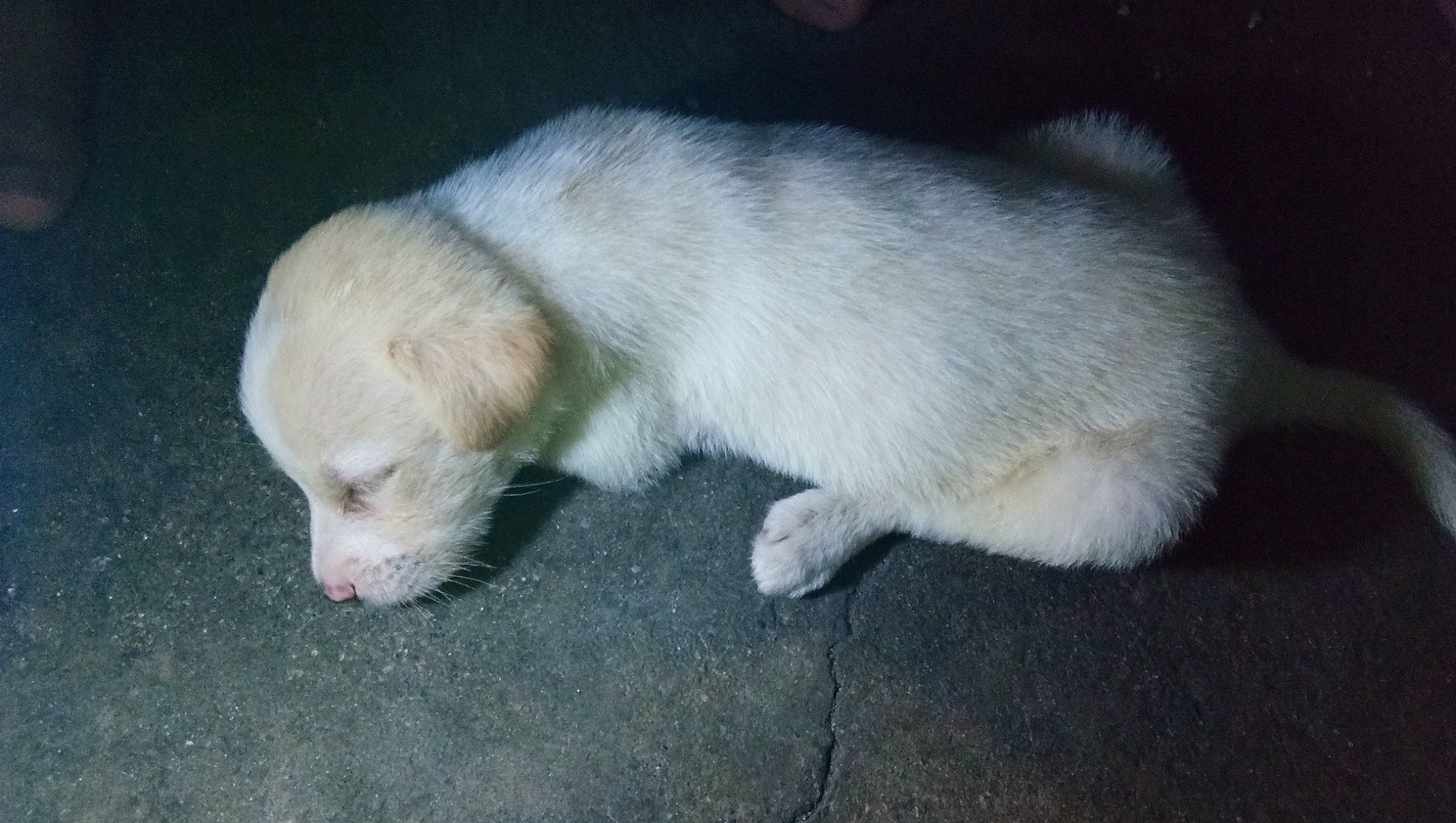 Max is registered to the contest to win money with this photo: canidae, carnivore, cat, claw, companion_dog, dog_breed, fawn, felidae, fur, mustelidae, paw, small_to_medium_sized_cats, sporting_group, tail, terrestrial_animal, whiskers