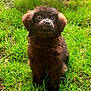 puppy, dog, grass, outdoor, pet, animal, fluffy, brown, cute, sitting, nature, young, ears, fur, eyes, adorable, mammal, canine, playful, garden