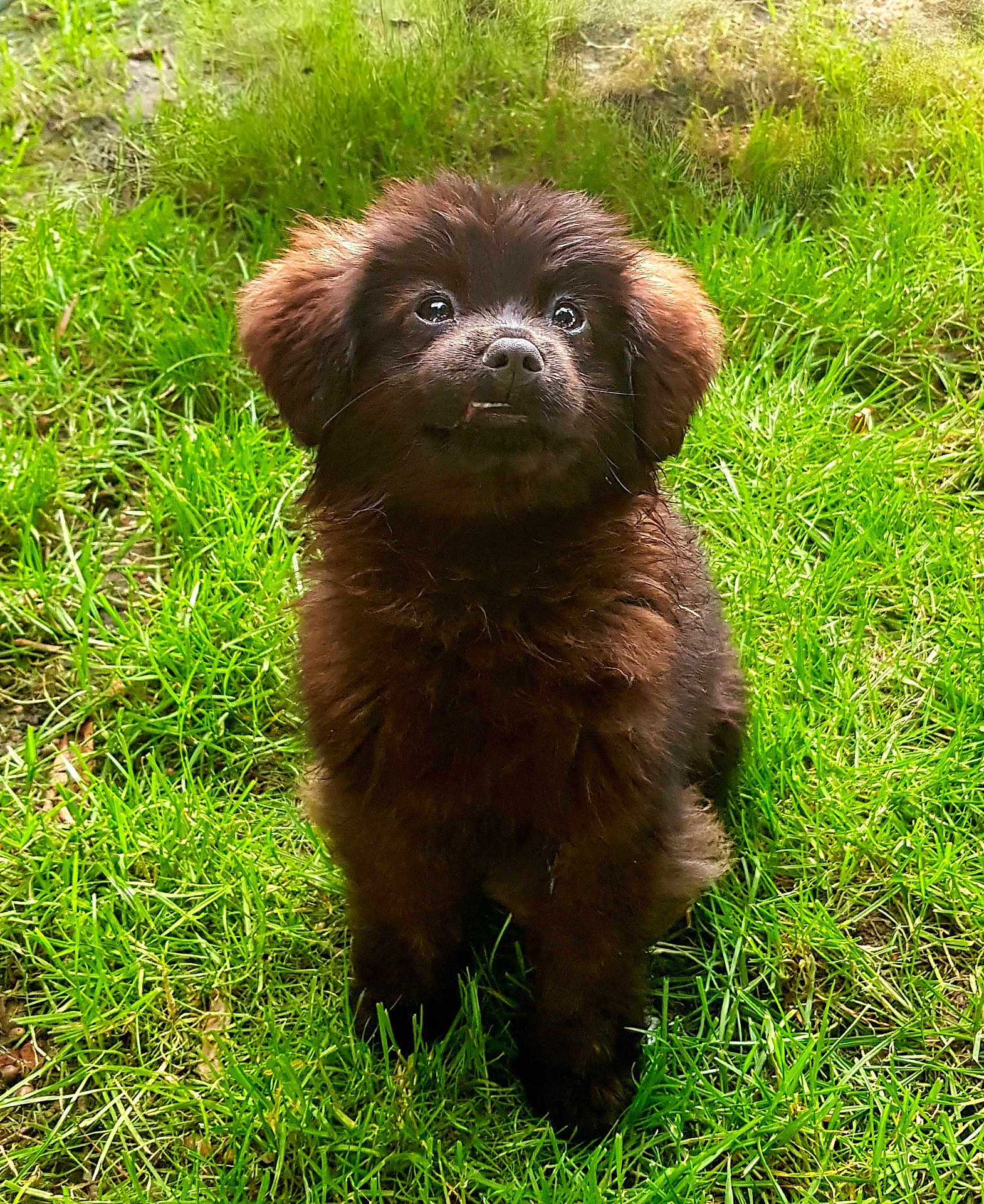 Urbana a rejoint le concours — aidez-le/la à gagner de superbes lots ! puppy, dog, grass, outdoor, pet, animal, fluffy, brown, cute, sitting, nature, young, ears, fur, eyes, adorable, mammal, canine, playful, garden