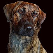 Usher participe au concours pour gagner de l'argent avec cette photo : dog, brindle, portrait, close_up, pet, animal, canine, brown_eyes, fur, head, ears, snout, looking_away, isolated_background, black_background, domestic_animal, mammal, cute, friendly, calm