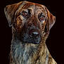 dog, brindle, portrait, close_up, pet, animal, canine, brown_eyes, fur, head, ears, snout, looking_away, isolated_background, black_background, domestic_animal, mammal, cute, friendly, calm