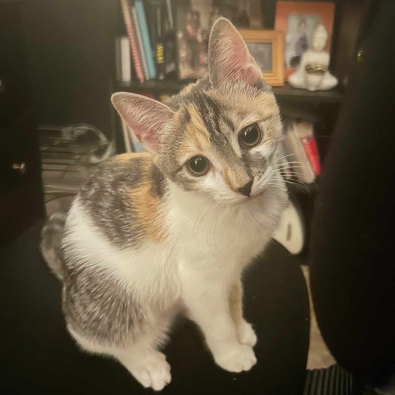 Bella joined the competition — help win amazing prizes! animal, black_chair, books, bookshelf, calico, cat, chair, curious, cute, decor, domestic_animal, ears, feline, fur, head_tilt, indoor, kitten, pet, photograph, whiskers